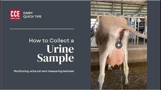 Dairy Quick Tips-Urine Sampling