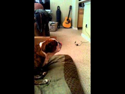 English bulldog licking the air English bulldog licking the air