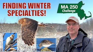 Birding the Massachusetts coast for winter specialties including Snowy Owl!