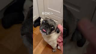 ブロッコリー太郎#パグ #パグ太郎 #パグ大好き #pug #保護犬 #ショート #shorts #食いしん坊 #犬のいる暮らし