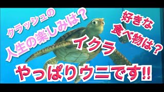 クラッシュの人生の楽しみはなんですか？　好きな食べ物はイクラです、やっぱりウニです‼　「タートルトーク」