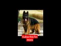 dangerous dog breeds lion shepherd dog lion shepherd sri lanka shorts srilanka attitude