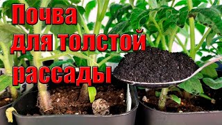 Почва для толстой рассады