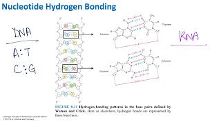 Nucleotide Hydrogen Bonding | Biochemistry