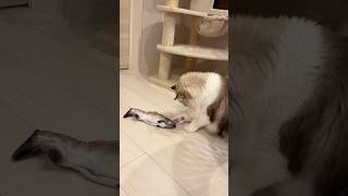 怖がる猫　#shorts #cat #猫 #猫動画 #ねこのいる生活 #癒し#ラグドール #ラガマフィン#にゃんこ #かわいい #長毛種 #日常#ねこ#youtubeshorts#video#toys