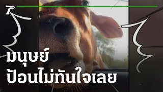 มนุษย์ป้อนไม่ทันใจเลย | 19-01-65 | ตะลอนข่าว