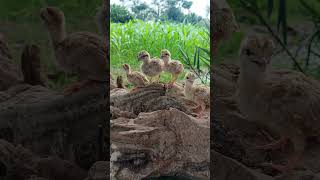 Grey francolin #birds