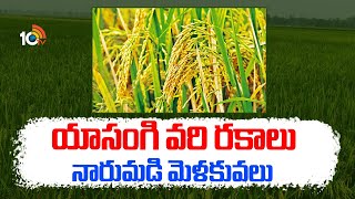 Yasangi Paddy Cultivation | యాసంగి వరి రకాలు- నారుమడి మెళకువలు | Agri Info | Matti Manishi | 10tv