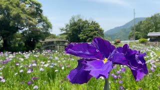 2021/06/10　弓削神社の屋根付き橋　その３　〜愛媛県内子町〜