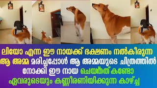 ഈ നായക്ക് ഭക്ഷണം നൽകീരുന്ന ആ അമ്മ മരിച്ചപ്പോൾ, ആ അമ്മയുടെ ചിത്രത്തിൽ നോക്കി ഈ നായ ചെയ്‌തത്‌ കണ്ടോ !!