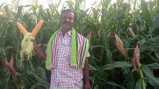 🌽Pancha🌽 ganga seeds \u0026 Verity shimba 9321. 🌽🌽