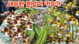 #새우란 #분갈이 #흙배합 #키우기 처음처럼야생화