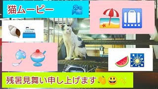 猫ムービー🎦  残暑見舞い申し上げます😻🦜