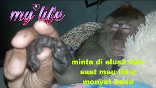 aktivitas monyet Dodo mau tidur #monkey #monyet