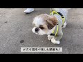 【シーズー】北海道あるある？？？この時期の最高気温12℃はあったかいと思うww【犬vlog】