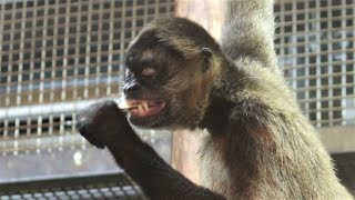 お食事中でした～♪　ジェフロイクモザル　くもざる・かぴばら館 　初めての旭山動物園　00098