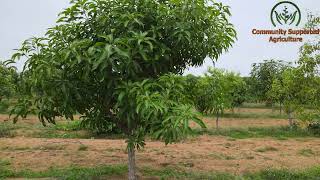 InAcres CSA (Shadnagar) agriculture sustainable organic farm lands for limited people in Hyderabad.