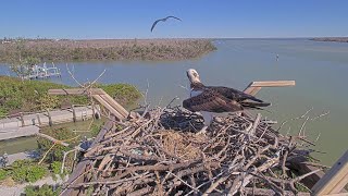 Captiva Osprey Cam -The chase is on...but who is who?