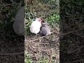 【鶏日記】やっぱりクロとシロ！ 鶏日記 にわとりこ にわとり hens poules poules 鶏 ニワトリ