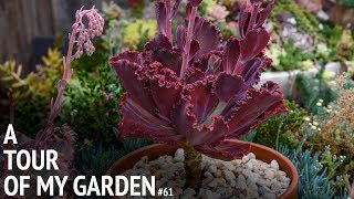 #61 Cerriscapades March 2018 Succulent Garden Tour