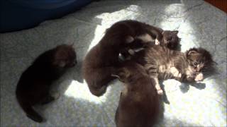 teddy rolling over both ways