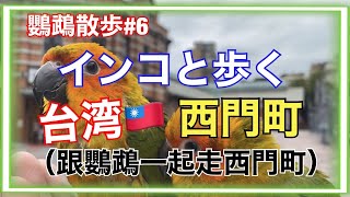 コガネメキシコインコと散歩する台灣台北市萬華區西門町（跟金太陽鸚鵡一起走西門町）