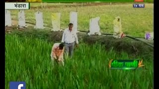 Peekpani | Bhandara | Mechanical Engineer Left Job And Started Medicinal Herbs Farming