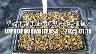 翆冠玉錦実生苗の初めての植替え　Lophophora diffusa　2025 01 19