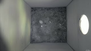 Nestbox 20190611/16:00 - 13 frames with movement