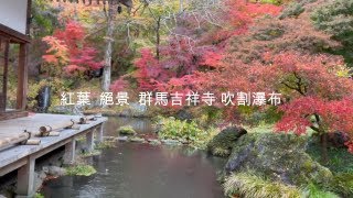 [媽媽的廚房群馬縣一日遊旅行] 住在日本的台灣人/去群馬青龍山吉祥寺看紅葉/群馬吹割瀑布/2022年的關東紅葉絕景/VLOG#34