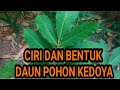 CIRI DAN BENTUK POHON KEDOYA (Dysoxylum gaudichaudianum)