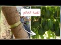 تطعيم  شجرة الافوكادو للمبتدئين 🥑 في دقيقة واحدة 😳