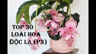 Top 30 Loài Hoa Độc Lạ (P3)