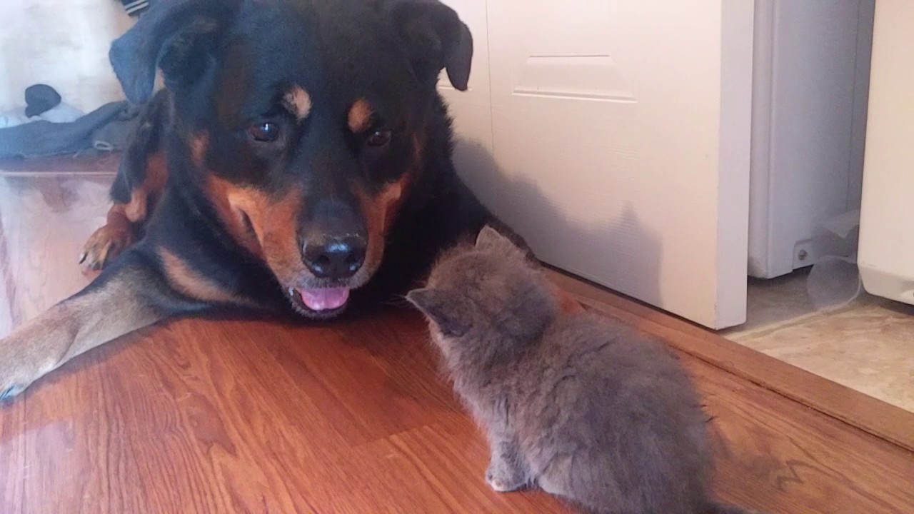 Rottweiler And Kitten Become Friends - YouTube