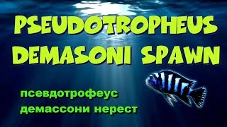 Псевдотрофеус демассони, нерест. Pseudotropheus demasoni spawn