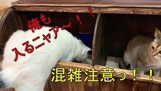 にゅう～猫BOX♪ in 猫と木さん