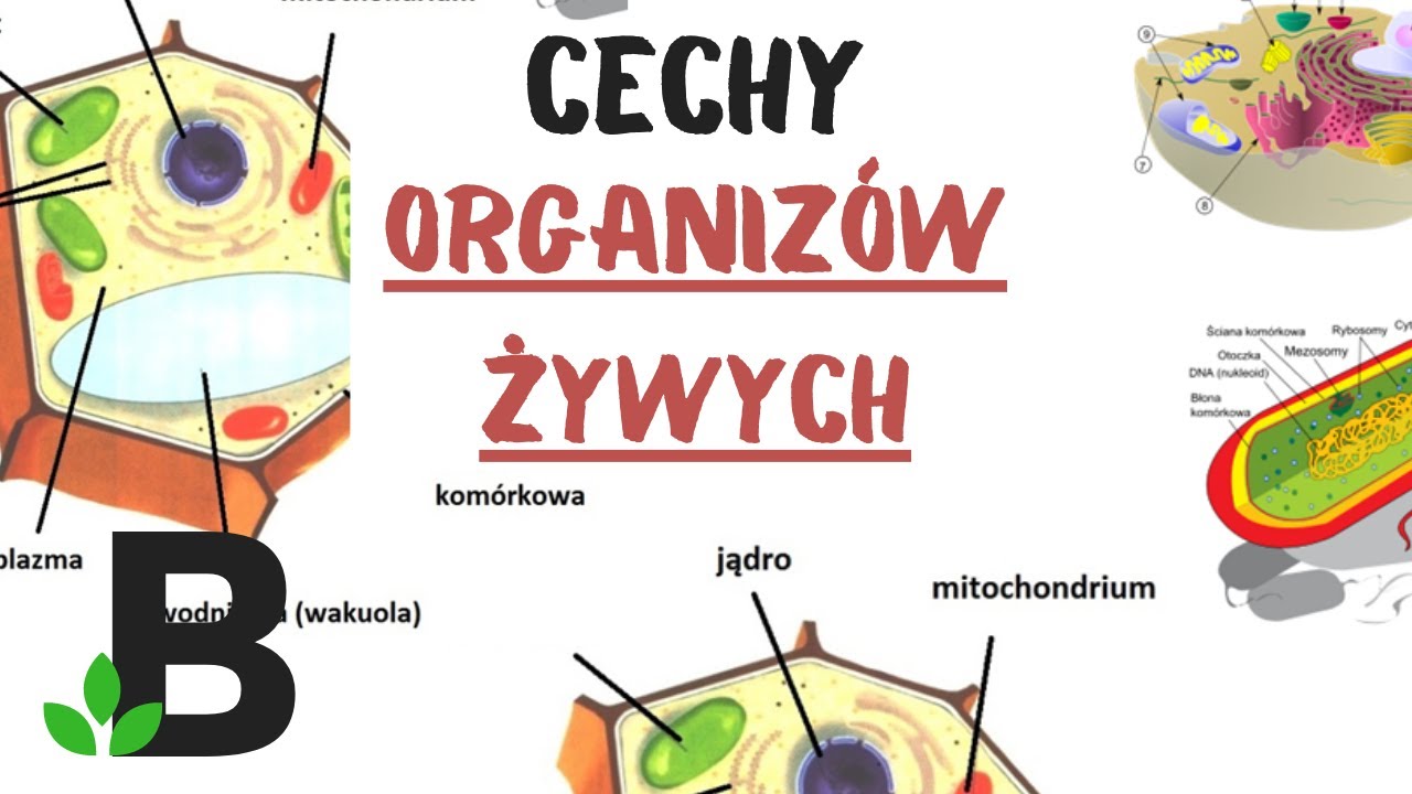 Cechy Organizmów ŻYWYCH - KOREPETYCJE Z BIOLOGII - 321 - YouTube