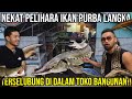 NEKAT PELIHARA IKAN PURBA LANGKA TERSELUBUNG DI DALAM TOKO BANGUNAN!! SAMAK AQUATIC #KINGOFTHEJUNGLE