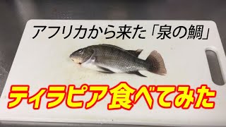 【実践】ティラピアを釣って食べてみた。[ いちまんTV ]