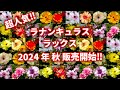 【超人気‼】販売開始‼ラナンキュラス ラックスのお話 ｂｙ園芸チャンネル 園芸 ガーデニング 初心者  747