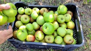 The easiest way to store apples for the winter