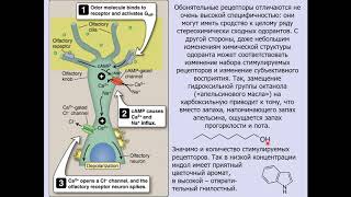 Дубынин В. А. - Физиология сенсорных и двигательных систем - Обонятельная и сенсорная системы