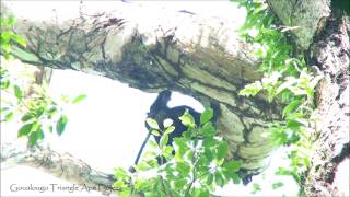 Goualougo Chimpanzee Pounding for Honey