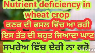 ਕਣਕ ਵਿੱਚ ਬਹੁਤ ਜਿਆਦਾ ਘਾਟ ਆ ਰਹੀ ਹੈ ਨੁਕਸਾਨਦਾਇਕ ਹੈ Manganese deficiency in wheat crop 05/12/20