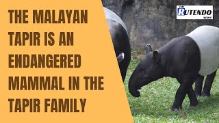 The Malayan Tapir is an endangered mammal in the tapir family, native to southern Thailand