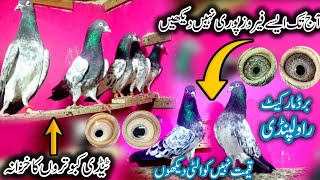 Rampuri | Teddy | Ferozpuri | Chatwaley | Rawalpindi Bird Market | 03205095644