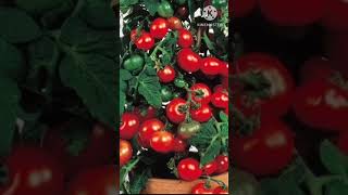 tomatoes 10kg per plant