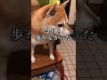 毎回散歩完走できずに帰ってくる柴犬 柴犬との暮らし いぬのきもち 犬のお散歩 柴犬と暮らす doglove sibainu shorts