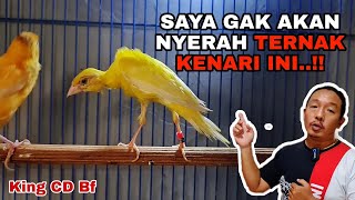 MASIH MISTERIUS...‼️🤨 DENGAN MUDAH NYA OM AGUS TERNAK KENARI GIBOSSO// PAUD MELIMPAH.