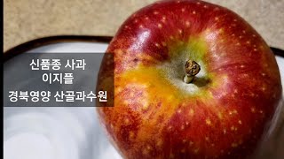 이지플 (Eazypple) - 경북 영양 산골과수원:  2023년 등록완료한 따끈따끈한 신품종! 농촌진흥청 국립원예특작과학원에서 새로 개발한 크고, 아삭하며, 새콤달콤한 품종